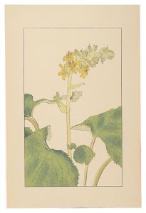 Sugiura Hisui / Lingularia sibirica