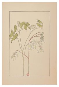 Sugiura Hisui / Barrenwort