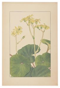 <strong>Sugiura Hisui</strong><br>Leopard plant