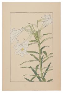 Sugiura Hisui / Trumpet Lily