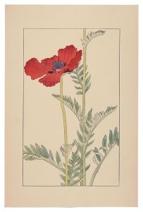 Sugiura Hisui / Papaver orientale