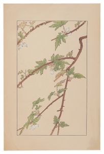 Sugiura Hisui / Raspberry