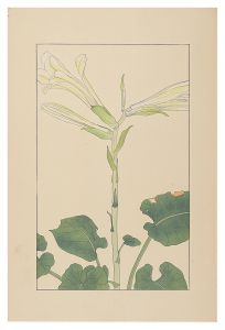 Sugiura Hisui / Cardiocrinum cordatum