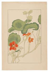 Sugiura Hisui / Nasturtium