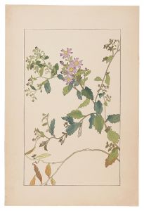 Sugiura Hisui / Wild Aster