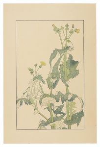 Sugiura Hisui / Sow Thistle