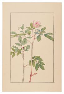 Sugiura Hisui / Paeonia obovata