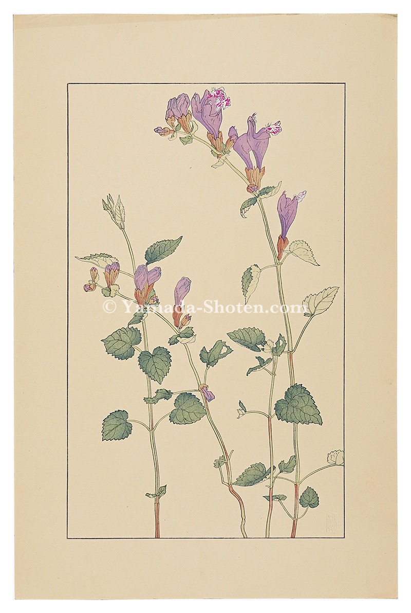Sugiura Hisui “Meehania urticifolia”