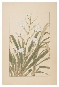 Sugiura Hisui /  Iris Japonica 