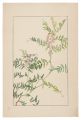 Tufted vetch