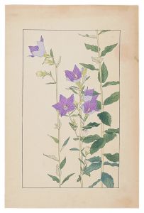 Sugiura Hisui / Balloon Flower