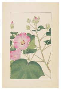 Sugiura Hisui / Cotton Rosemallow