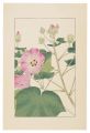 Cotton Rosemallow