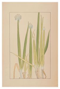 Sugiura Hisui / Welsh Onion