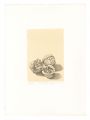 Walnuts (tentative title)