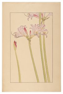 Sugiura Hisui / Lycoris