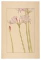 Lycoris