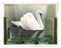 a field, a home / Swan I
