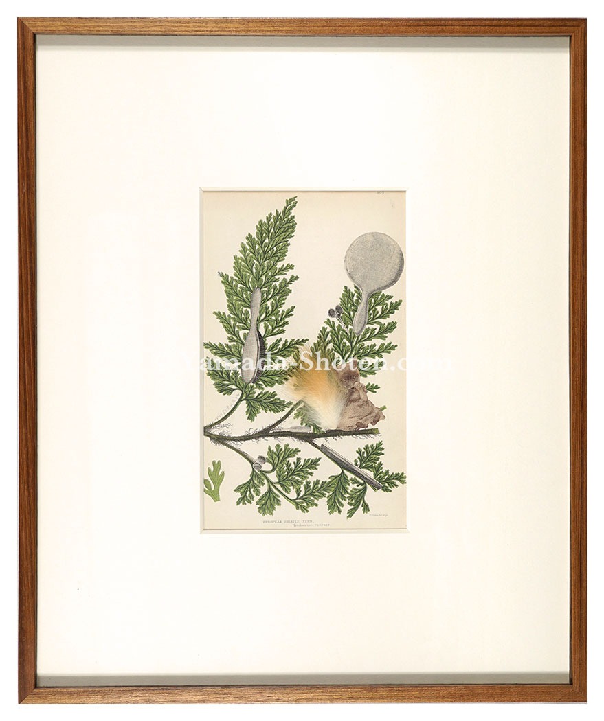 Katsumoto Mitsuru “from 'living things'”
