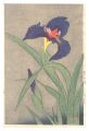 Iris (tentative title)