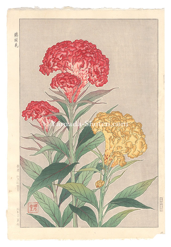河原崎奨堂「鶏冠花」
