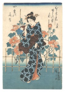 Seasonal Flowers:Fuyou