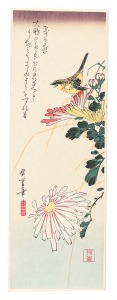 広重初代「菊とみそさざい【復刻版】」